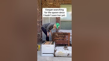 50,000 Bees on a Chair