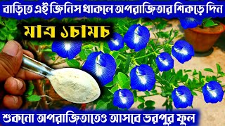 বাড়িতে এই জিনিস থাকলে বদলে যাবে অপরাজিতার চেহারা আসবে ভরপুর ফুল| Aparajita Plant Care| Aparajita