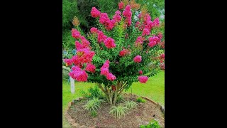 شجرة وردة القهوة أو لاجستروميا أو تمر حناCrape Myrtle