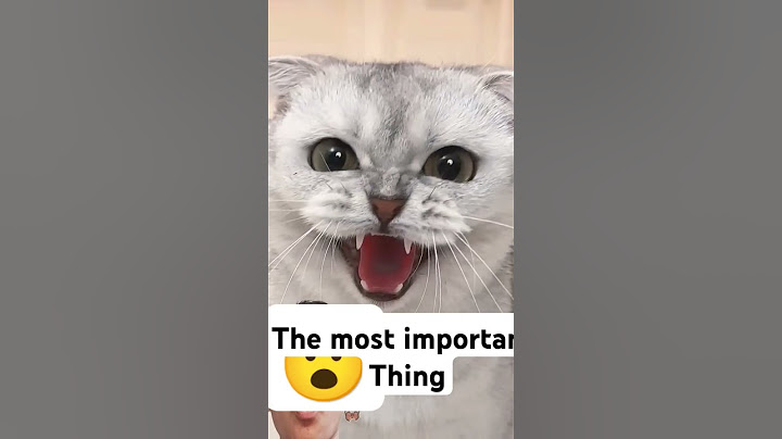 But she didn't think about the most important thing 😒#cats #cat