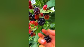 Mâm xôi, một loại quả cực tốt cho sức khỏe! #shorts