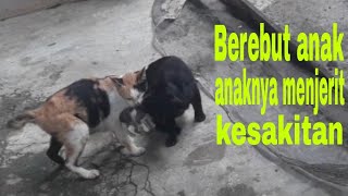 Kucing Meong Meong || Kucing Rebutan Anak || Anaknya Sampai menjerit Kesakitan || Kucing Lucu