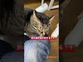猫カフェで浮気した結果、猫の反応