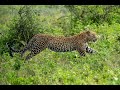 Serengeti Safari - Ndutu Series - Episode 6