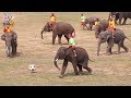 เพลงช้าง ช้าง ช้าง |ช้างเตะบอล | ช้างเต้น |แสดงช้างสุรินทร์ | งานช้างสุรินทร์ ปี 60