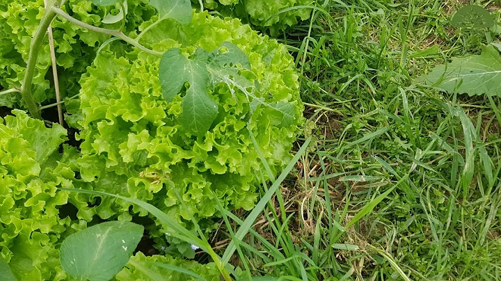 Market Gardening und Bodenfruchtbarke...  | Jonas ...