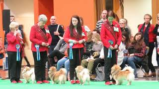 Crufts 2020 Breeders Competition by Carlton Hall 606 views 4 years ago 1 minute, 24 seconds