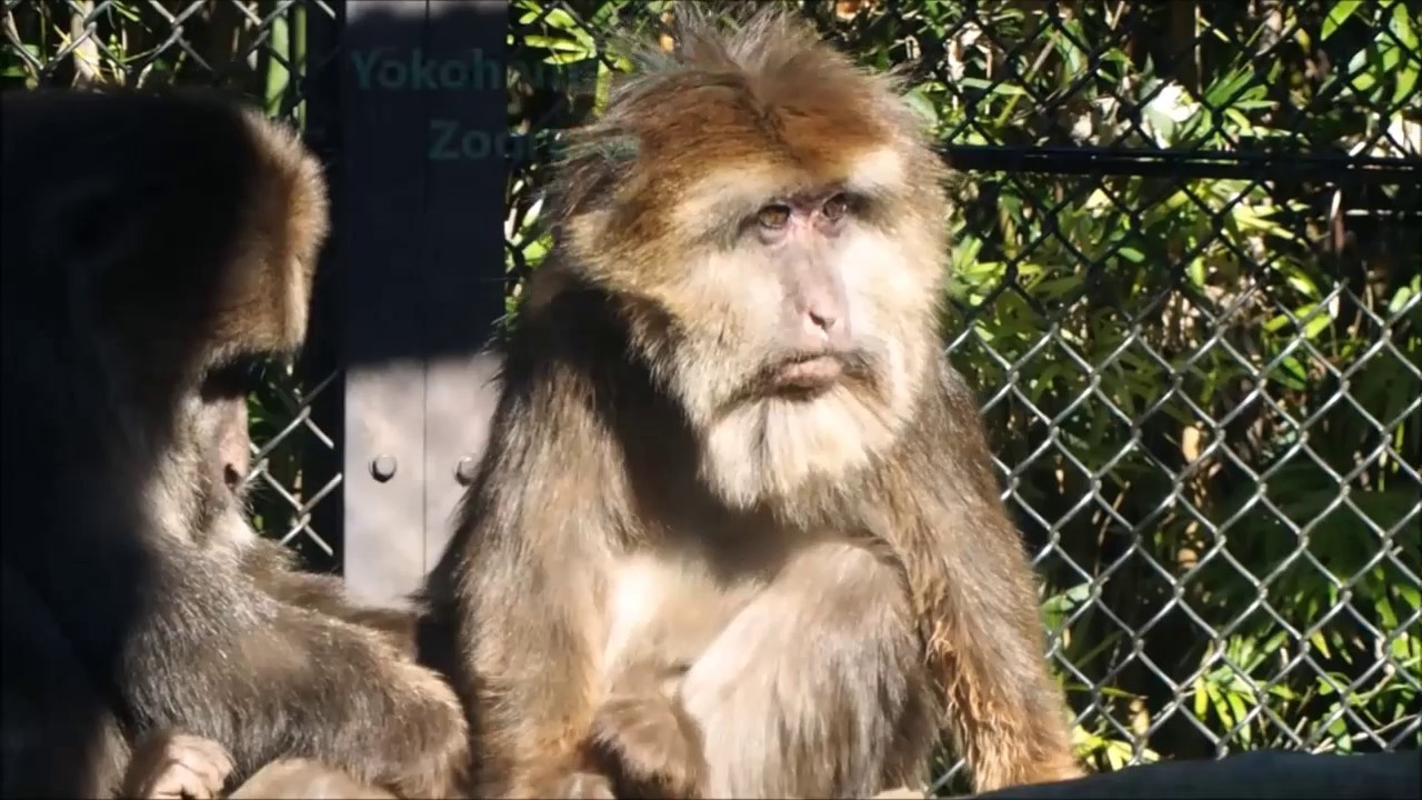 Tibetan Macaque Urine Therapy おしっこ飲むチベットモンキーさんズーラシア Youtube