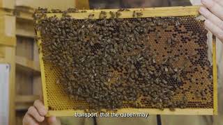 Essential Rules for Migratory Beekeeping | Kit for Beekeepers