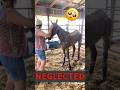 Rescuing Neglected Horse From Abusive Owner!!