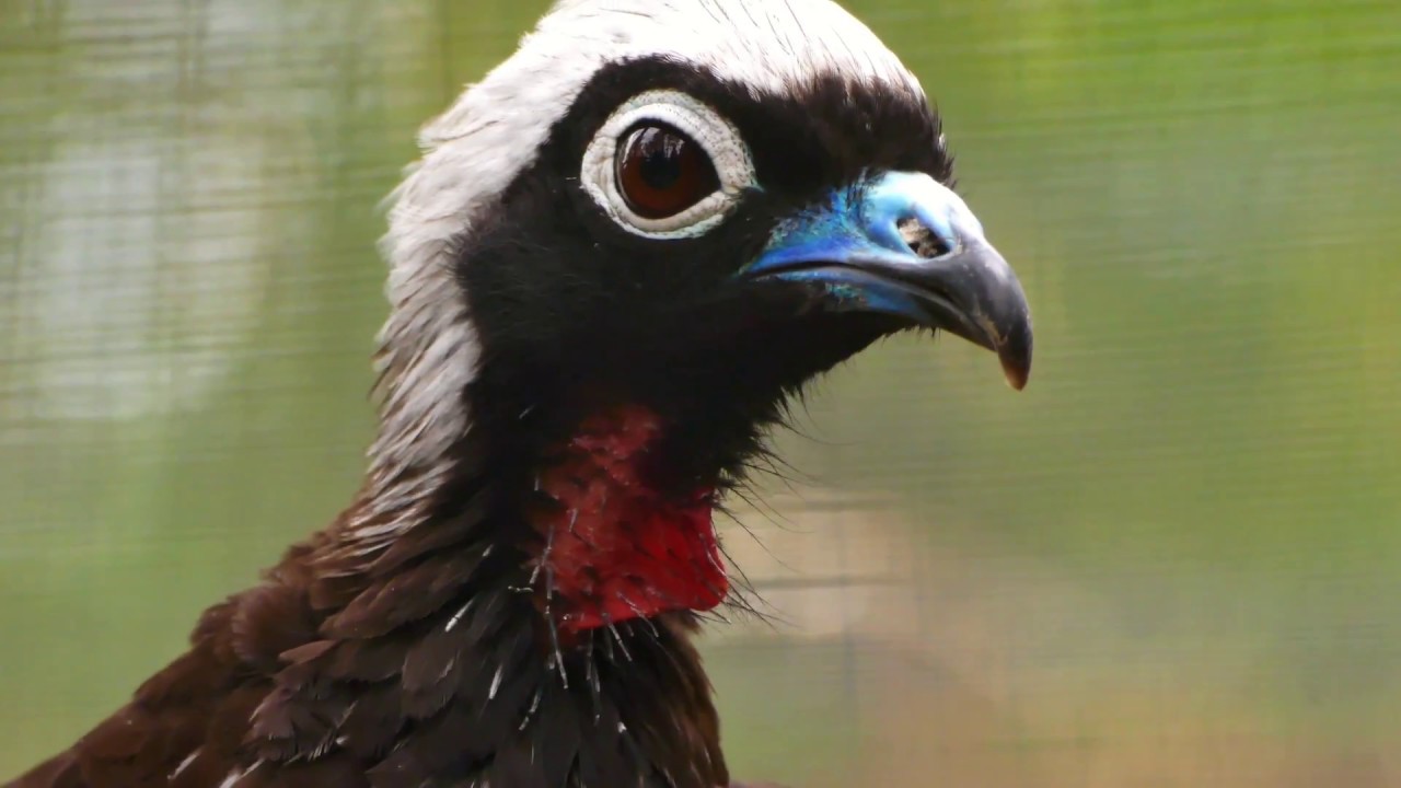 Black-fronted Piping-Guan 