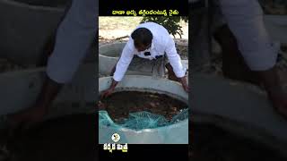 నాటు కోళ్ల దాణాగా బి.ఎస్.ఎఫ్ పురుగులు || BSF Larvae for Chicken Feed || Karshaka Mitra shorts agri