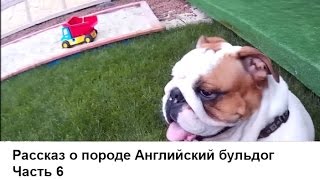 Английский бульдог. Часть 6. Про регулярный уход Английский бульдог. Часть 6. Про регулярный уход
