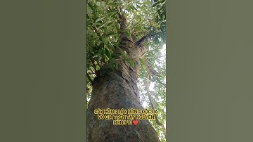 CÂY HỒNG LỘC RỪNG ĐỘC LẠ SIÊU QUÝ GIÁ TRÊN TÂY NGUYÊN HÙNG VĨ