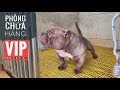 T nhp phng vip ca tri bully exotic ln nht min bc nhamtuattv  dog in vietnam