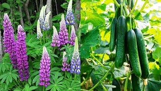 Огурцы 🥒 на люпине 🍀 или до 30 кг с куста за сезон (fertilizer for cucumbers) ч. 1 Огурцы 🥒 на люпине 🍀 или до 30 кг с куста за сезон (fertilizer for cucumbers) ч. 1