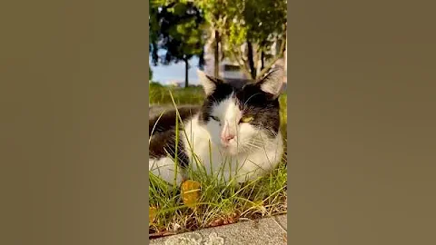 Video 11066111: european shorthair