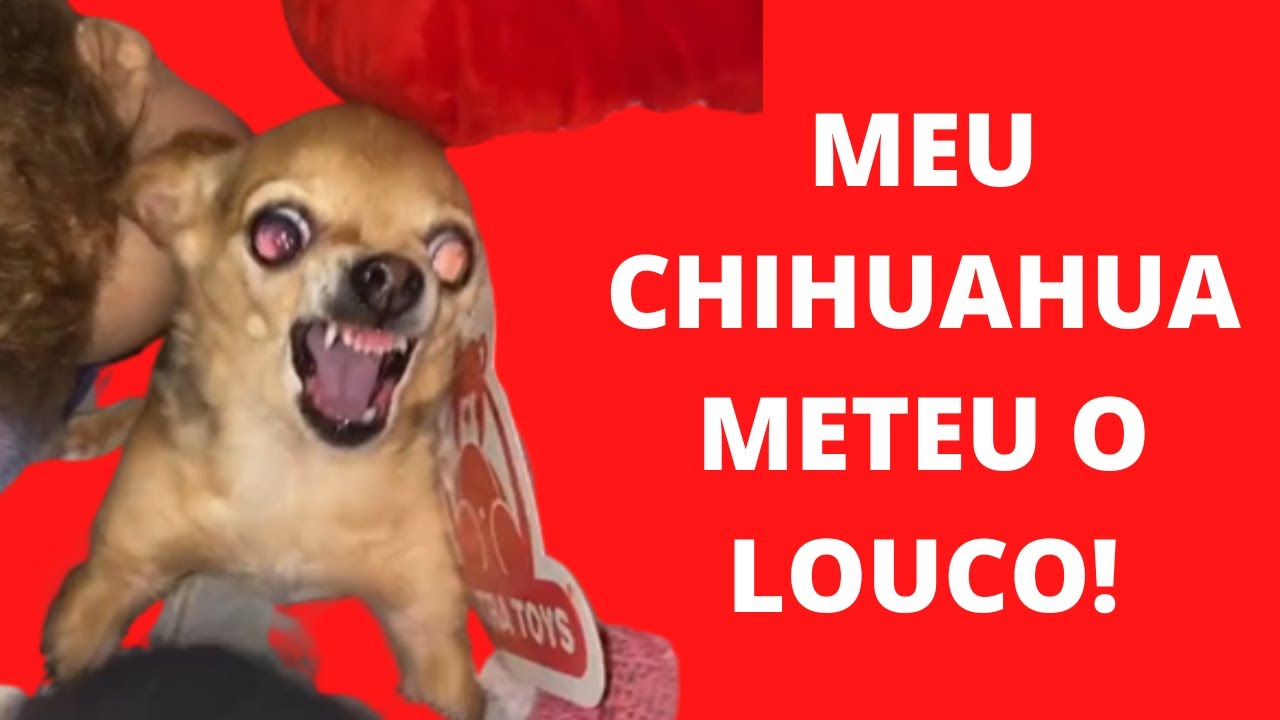 ANIMAIS ENGRAÇADOS MEU CACHORRO COME TUDO CHECK #shorts #viral