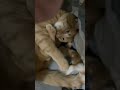 Adorable Kitty Snuggles His Back Foot #cute #catvideos #cat #catlover #kitty #sleepycat #shorts
