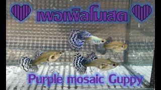 ปลาหางนกยูงเพอเพิลโมเสค/Purple mosaic Guppy/เพอเพิลโมเสค