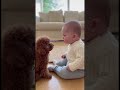 なんとも言えない張りつめた空気。耐えれない笑　#toypoodle #baby #赤ちゃん #トイプードル #cute #cutebaby#dog #funny #love #funnyvideo