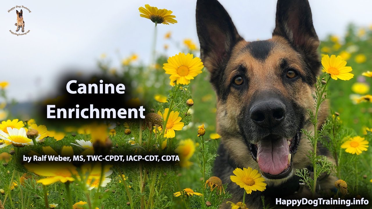 What Does Enrichment for Dogs Encompass? 