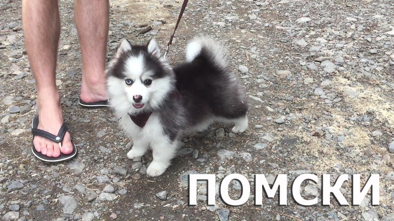 ПОМСКИ/ПОМЕСЬ ХАСКИ И ШПИЦА/POMSKY