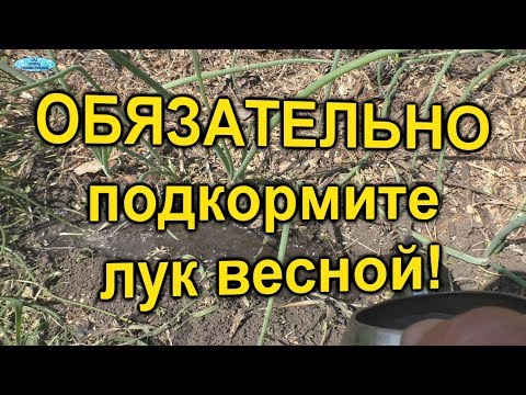 Видео: Отглеждане на чеснов лук - съвети за отглеждане на лук с чесън във вода