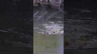 Beavers at Work 🦫 Master Engineers | International Beaver Day