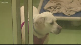 Pawmetto Lifeline hosting a big dog adoption event