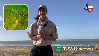 TPWDiscover | Seagrass Science Trailer