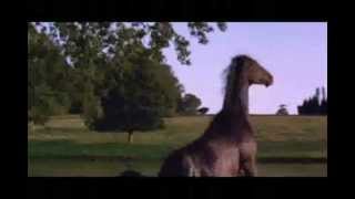 Caballos.avi