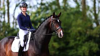 Spectre Hèrmes X Vivaldi X Ferro - Kwpn Approved Stallion - Kwpn Hengst