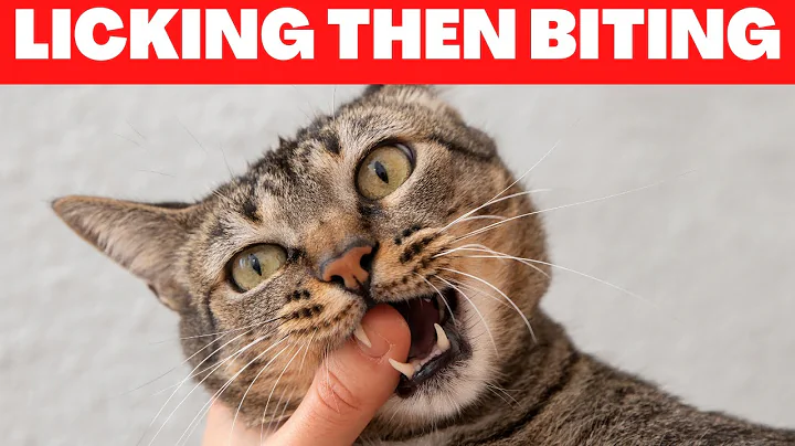 Real Meanings Behind 9 Strange Cat Behaviors Explained