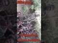 Booji Amtoota Looltoota Mottummaa Booji Amtoota Looltoota Mottummaa