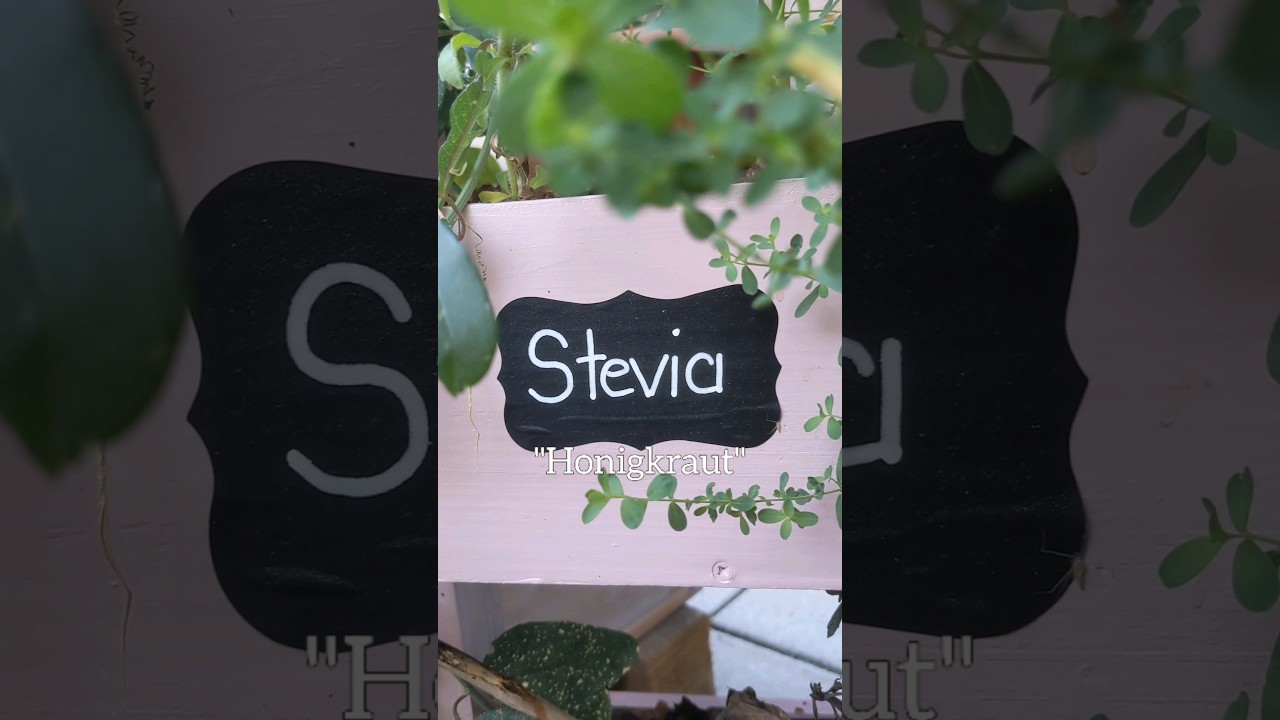 #Anbau von #Stevia im eigenen #Garten oder auf dem #Balkon 💚 # ...