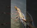 LIVE🔴-I catching seafood on the seafloor. Look what I caught.-Z1026-1#fishing #ocean #deepsea #beach