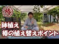 椿の育て方・鉢植え椿♪ 植え替えポイントを解説！