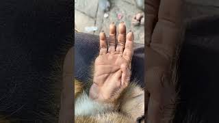 What’s the difference between a monkey’s palm and a human’s plan?  Follow for more monkey animals p