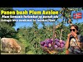 PANEN BUAH PLUM AVALON MANIS LEMBUT KETEMU SEGROMBOLAN SAPI DARI SKOTLANDIA