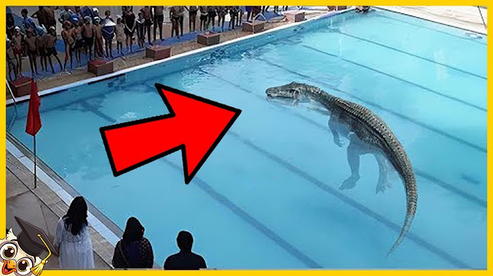 20 Animaux Dangereux Ont Envahi Les Piscines