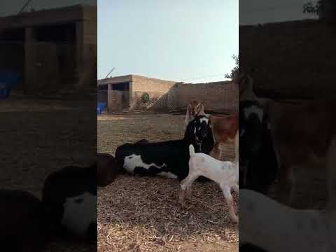 barbri goats kids || goat farmers india#short video
