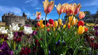 WALMER CASTLE GARDENS - APRIL 2026