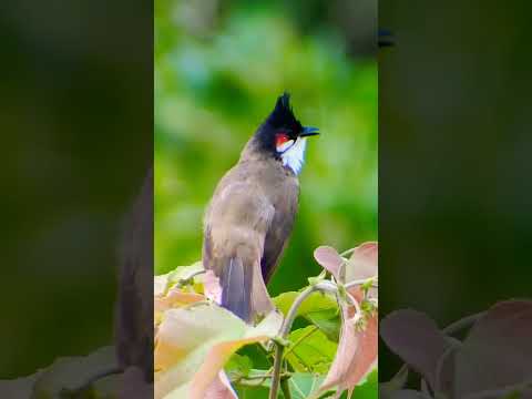 beautiful Bulbul birds sound