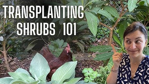 how to dig up and transplant shrubs in your Garden | tips for success