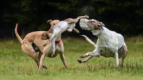 Irish Coursing Derby 2024