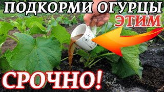 ЛУЧШАЯ подкормка для ОГУРЦОВ, ПОМИДОРОВ, ПЕРЦА в ИЮНЕ! ОНИ не будут ЖЕЛТЕТЬ! Урожай будет ГИГАНТСКИЙ