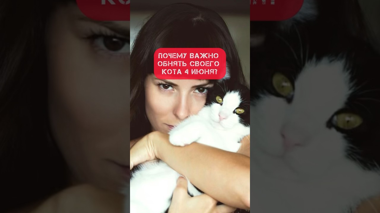 Почему важно обнять своего кота 4 июня?