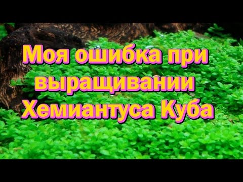 Хемиантус Куба. Что не стоит делать при выращивании! [# Хемиантус Куба]