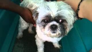 Dog wash at Kings SPCA